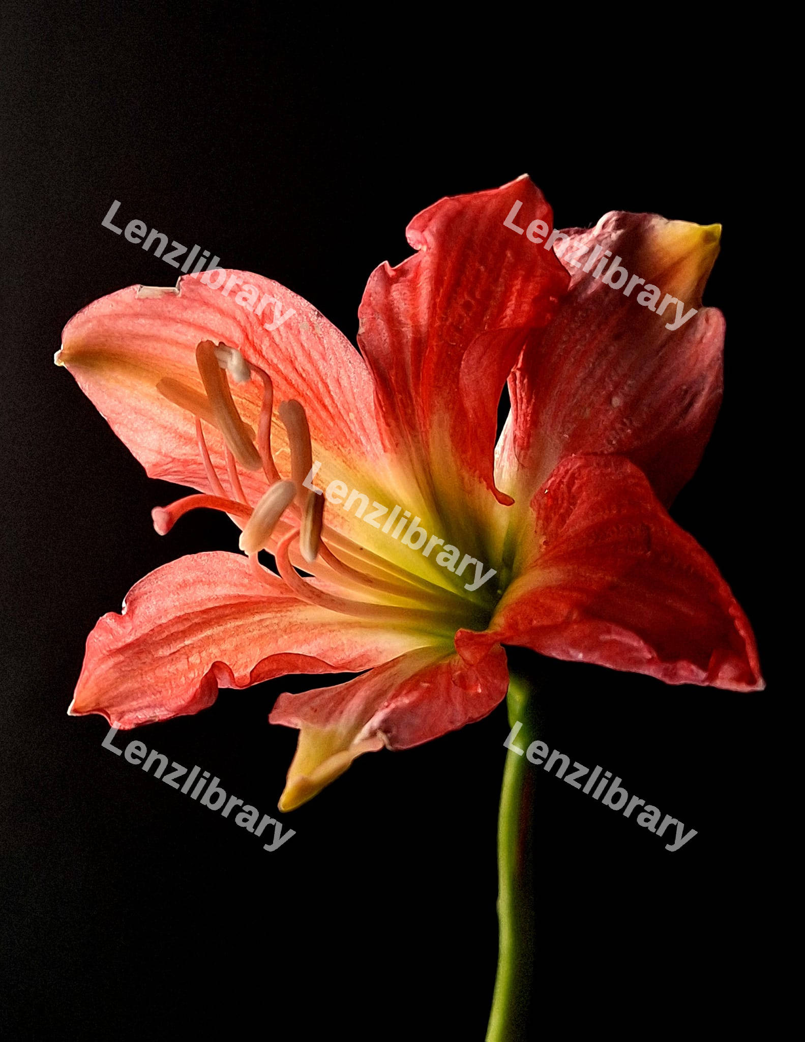 Red Hippeastrum Flower